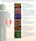 The Wonders Of Food: How They Keep You Healthy Infographic