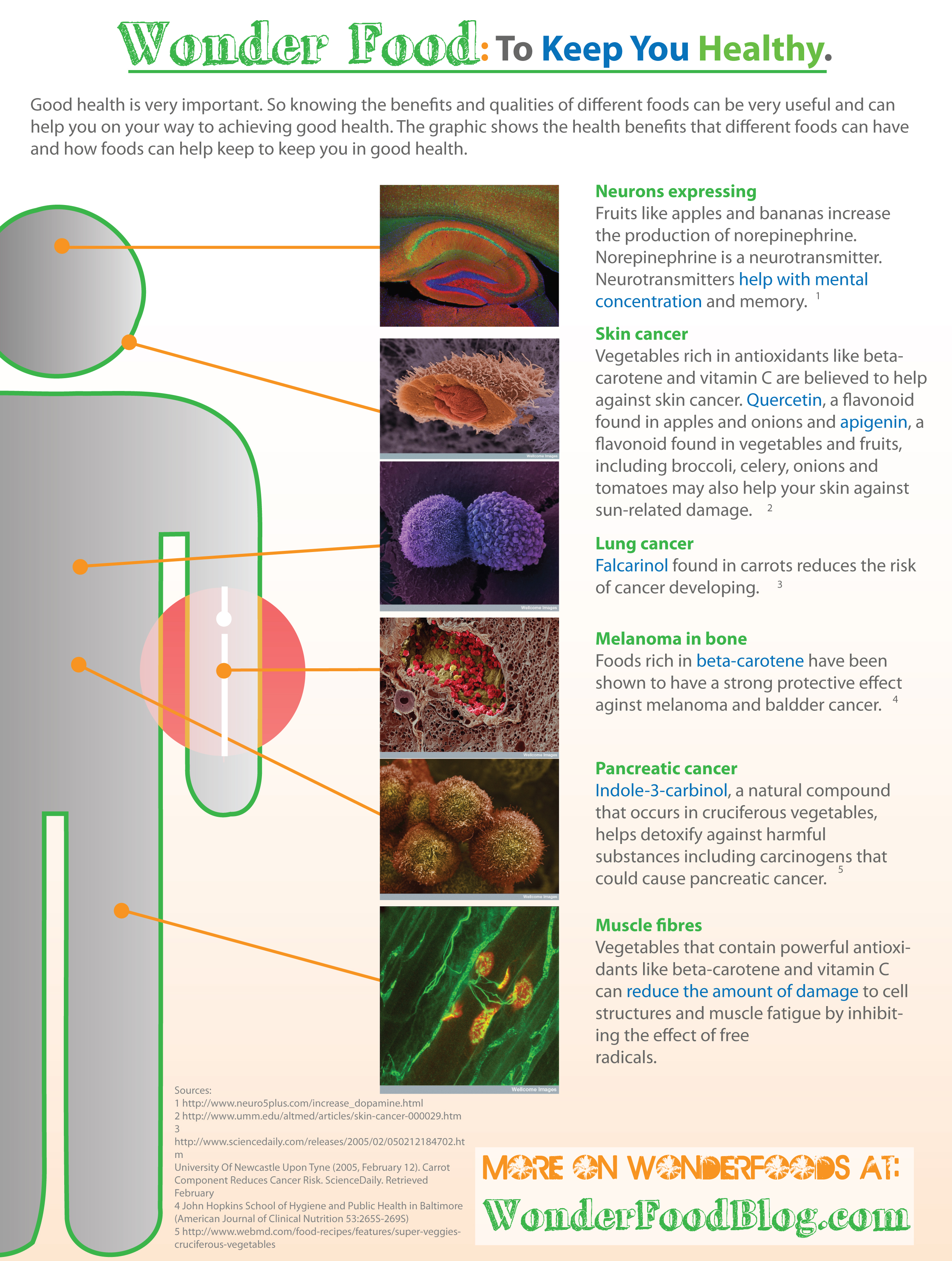 The Wonders Of Food: How They Keep You Healthy Infographic