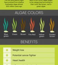 All About Algae: Superfood Facts And Health Benefits Infographic