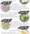 10 Houseplants For Getting Better Sleep Infographic