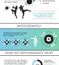 Why Are Antioxidants So Important? Infographic