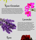 Top 5 Essential Oils For Treating Depression Infographic