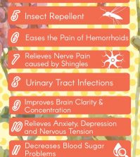 Geranium Essential Oil: 16 Health Benefits And Uses Infographic