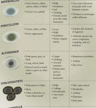 Is Mold In Your House Making You Sick? Infographic