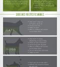 Using Essential Oils Around Animals: What You Need To Know Infographic