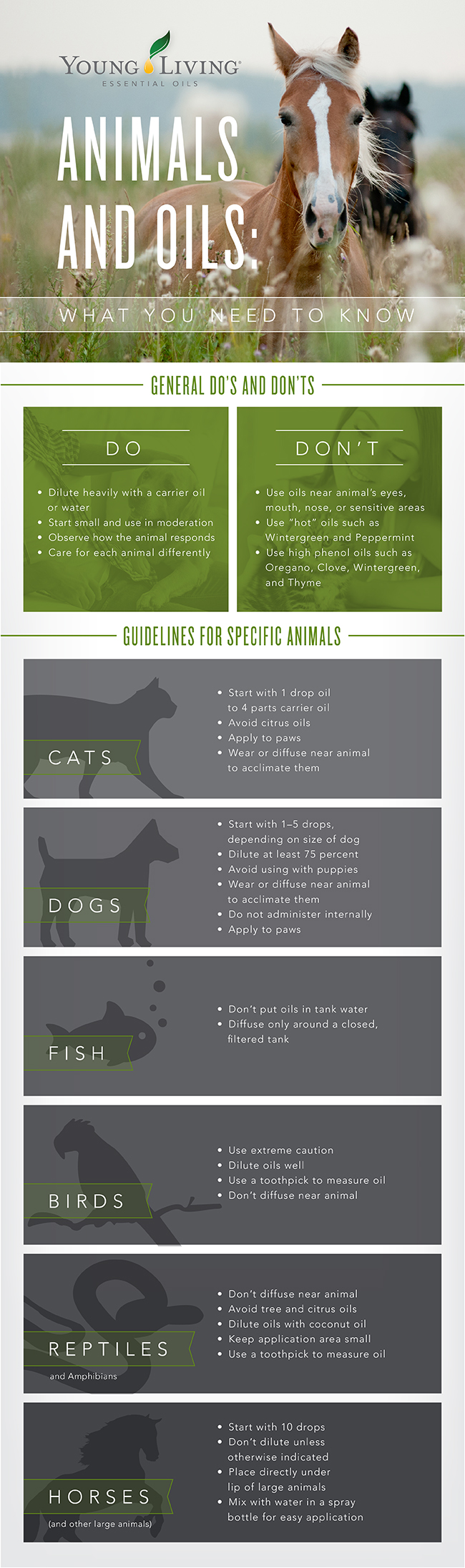 Using Essential Oils Around Animals: What You Need To Know Infographic