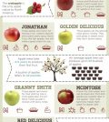 Everything You Wanted To Know About Apples (And Even More) Infographic