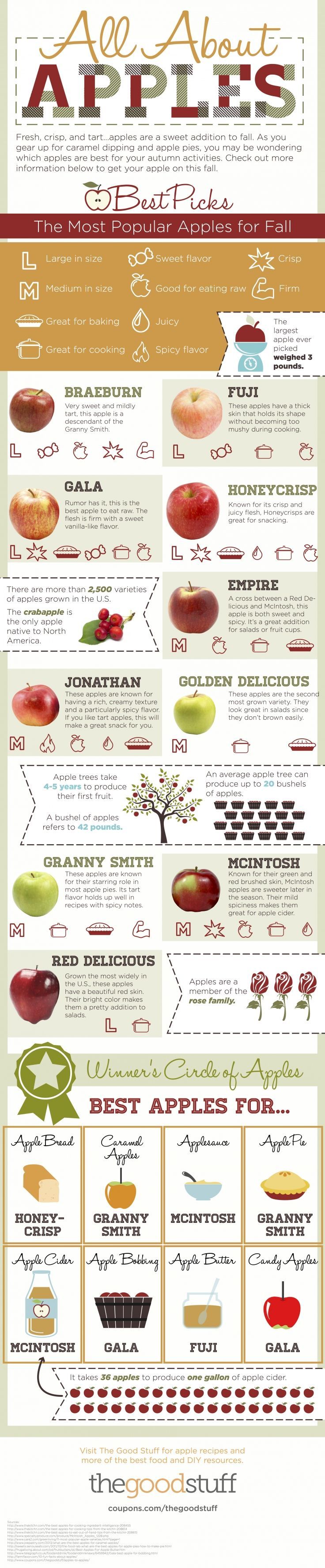 Everything You Wanted To Know About Apples (And Even More) Infographic