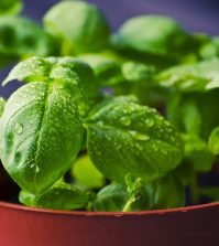 Holy Basil For Anxiety Relief And Other Health Benefits Video