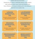 Best Essential Oils For School Infographic