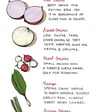 Everything About Onions And Their Diversity Infographic