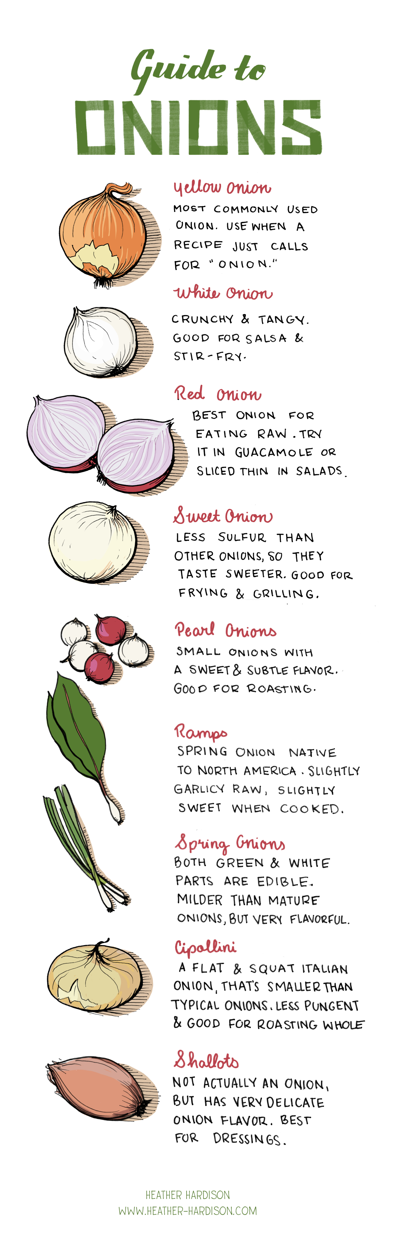 Everything About Onions And Their Diversity Infographic