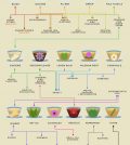 Health Benefits Of All Teas And Tisanes In One Place Infographic