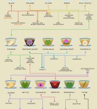 Health Benefits Of All Teas And Tisanes In One Place Infographic