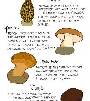 Your Guide To Identifying And Cooking Edible Mushrooms Infographic