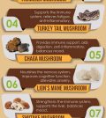 Medicinal Mushrooms For Natural Healing Infographic