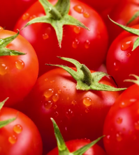 In Praise Of Tomatoes: Their Best Health Benefits Video