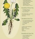 Dandelion Tea Health Benefits And Recipes You Need To Try Infographic