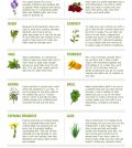 Top 14 Herbs For Natural Health And Beauty Infographic