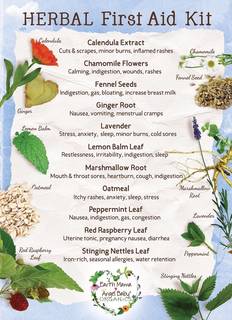 Your First Aid Kit – Herbal Essentials Infographic