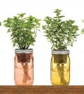 9 Herbs You Can Grow In Water On Your Windowsill Video