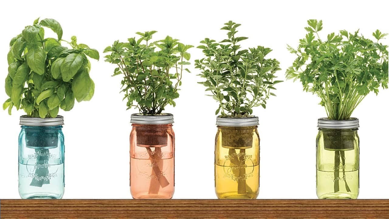 9 Herbs You Can Grow In Water On Your Windowsill Video   Efault 1 